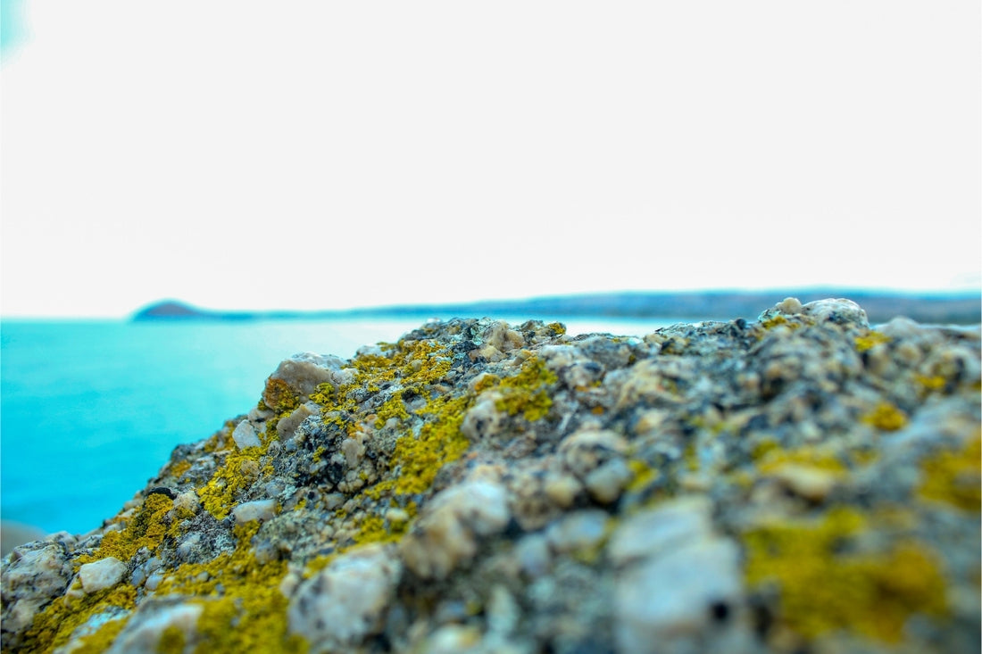 Sea Moss Skin & Hair Benefits | Essential Sea Moss