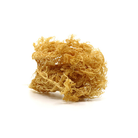 St. Lucia Wildcrafted Raw Sea Moss Shop Essential Sea Moss 